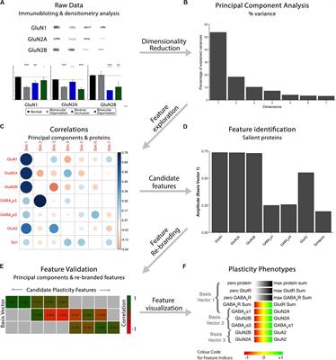 A Primer on Constructing Plasticity Phenotypes to Classify Experience-Dependent Development of the Visual Cortex